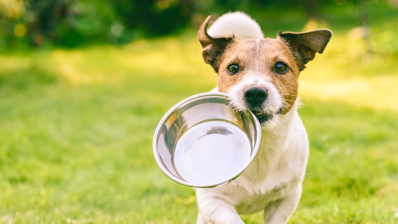 cachorro comendo