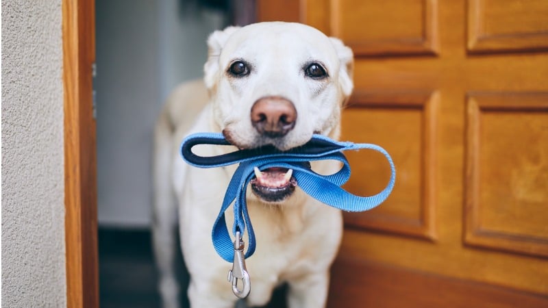 cachorro passeando