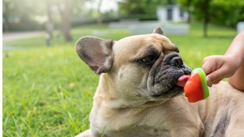 pet comendo melancia