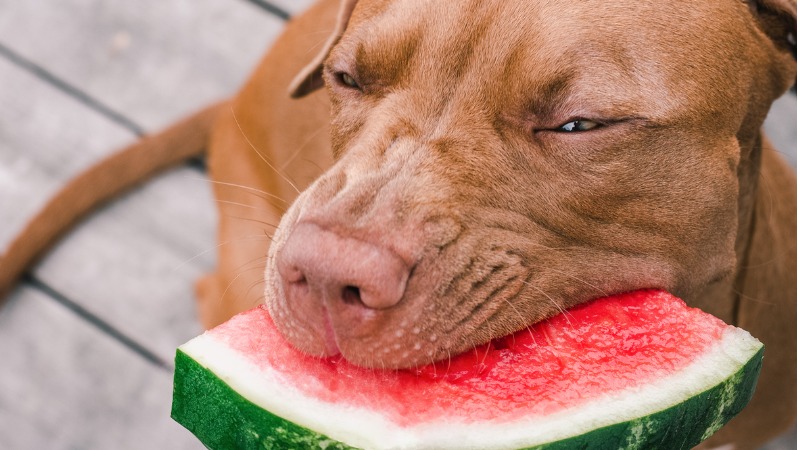 frutas para cachorro