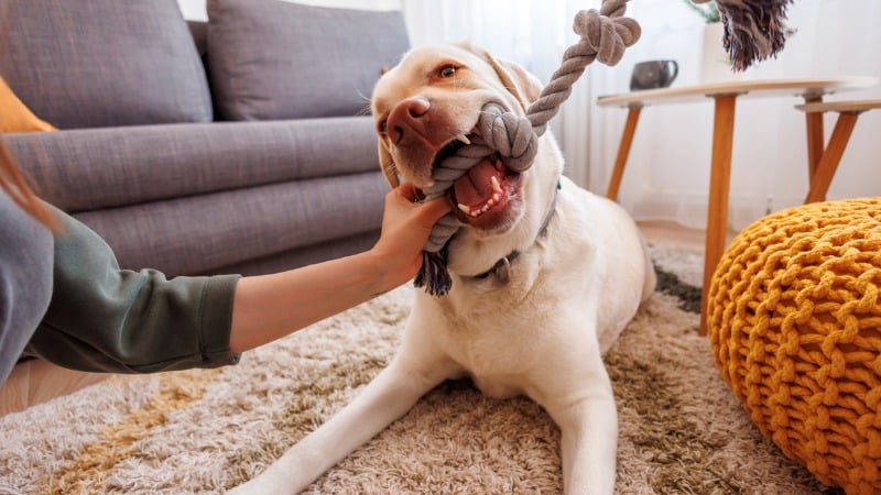 pet brincando