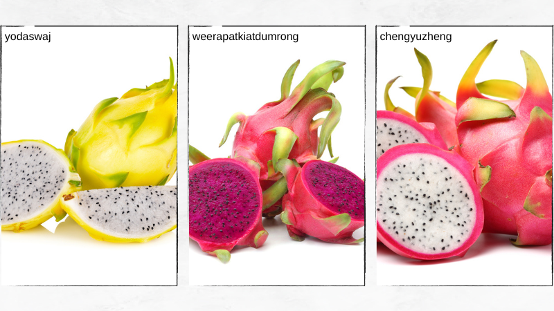 pitaya de cores diferentes