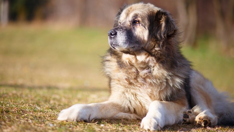 raça extinta de cachorro