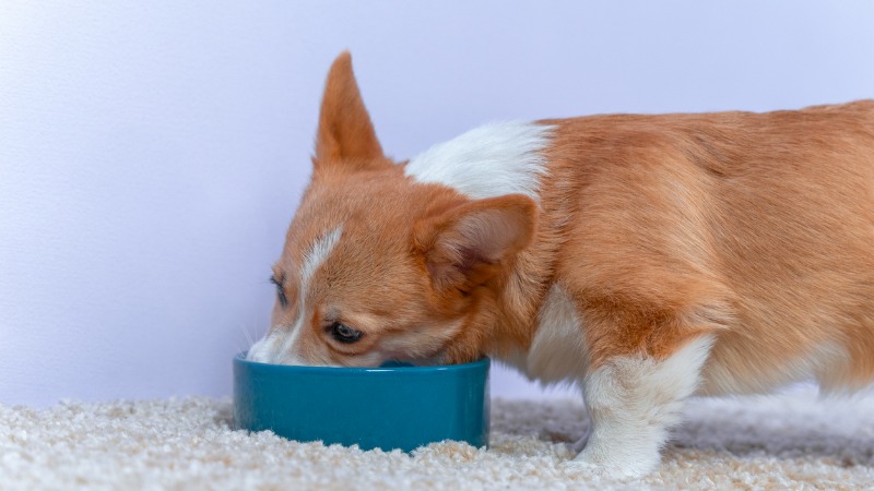 pet pode comer ovo