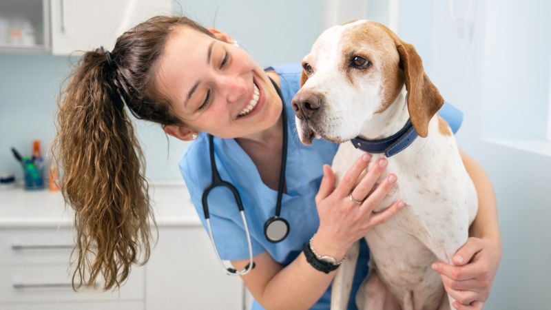 cachorro no veterinário