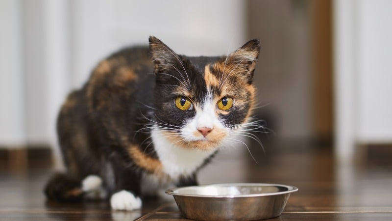 gato pode comer mamão