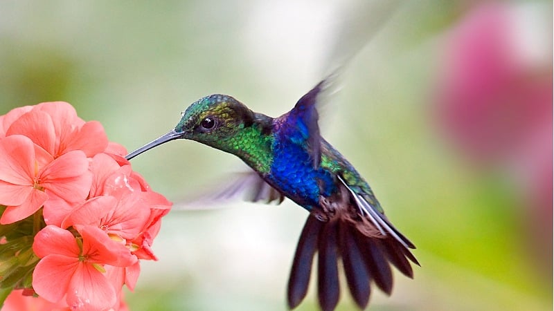 flores para beija-flor