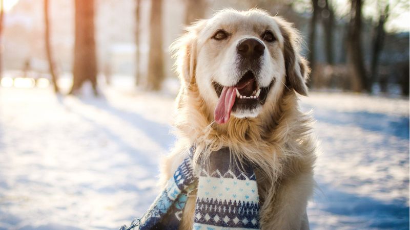 cachorro no frio