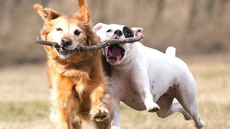 cachorro correndo