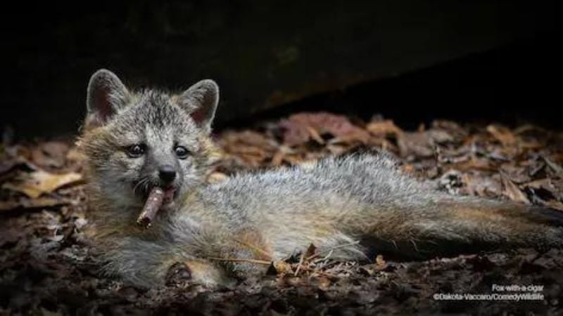 Fotos engraçadas de animais selvagens