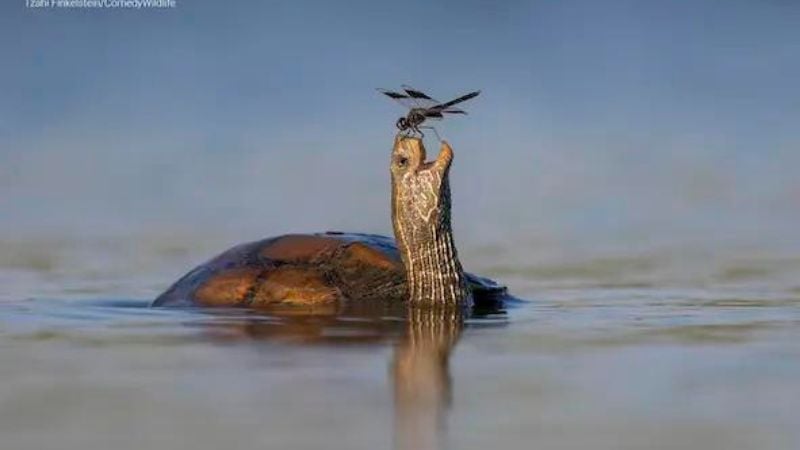 Fotos engraçadas de animais selvagens