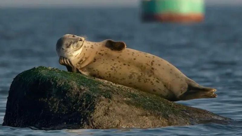 Fotos engraçadas de animais selvagens