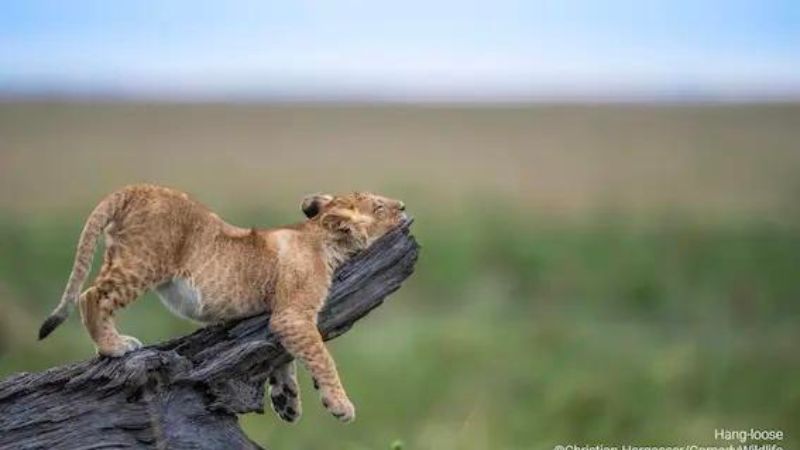 Fotos engraçadas de animais selvagens