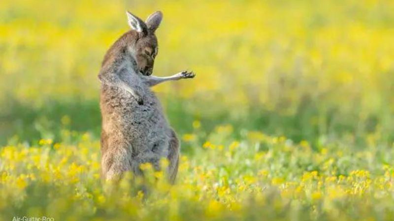 Fotos engraçadas de animais selvagens