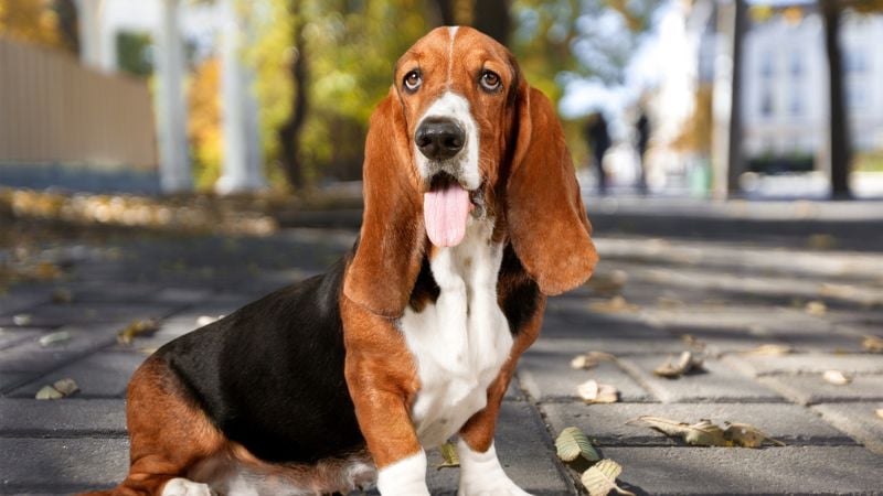 basset