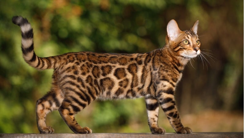 bengal 