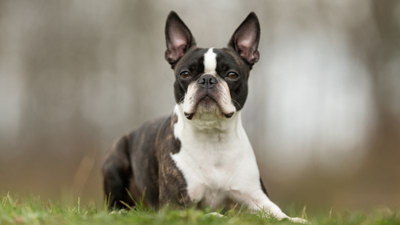 boston terrier