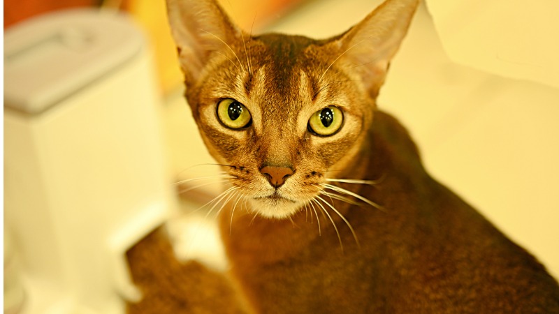 chausie