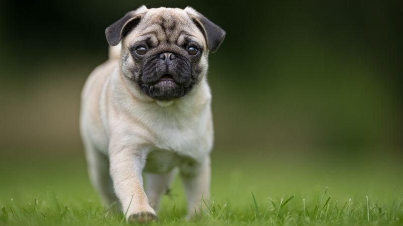 pug