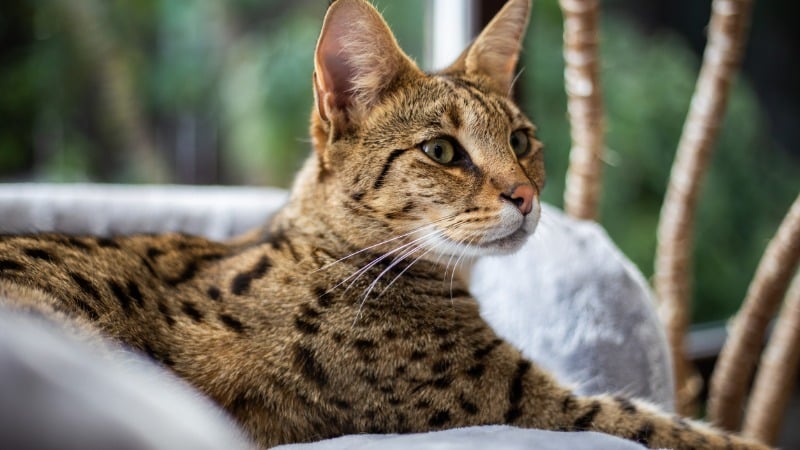 gato savannah