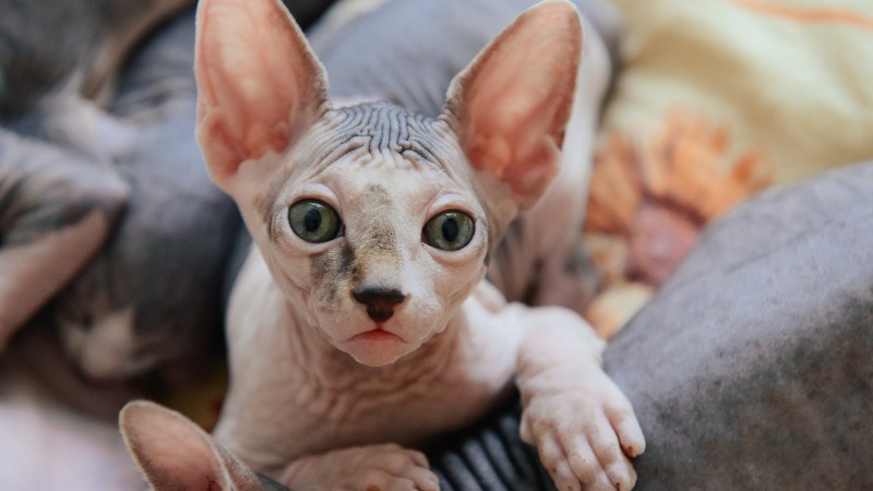 sphynx