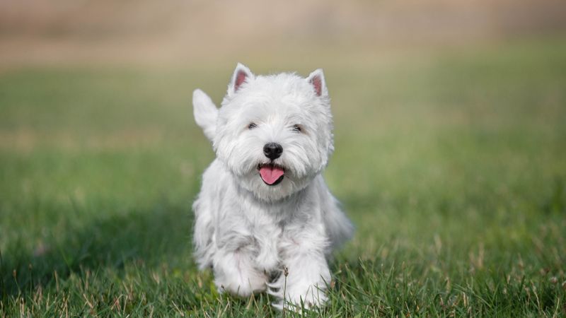 west terrier