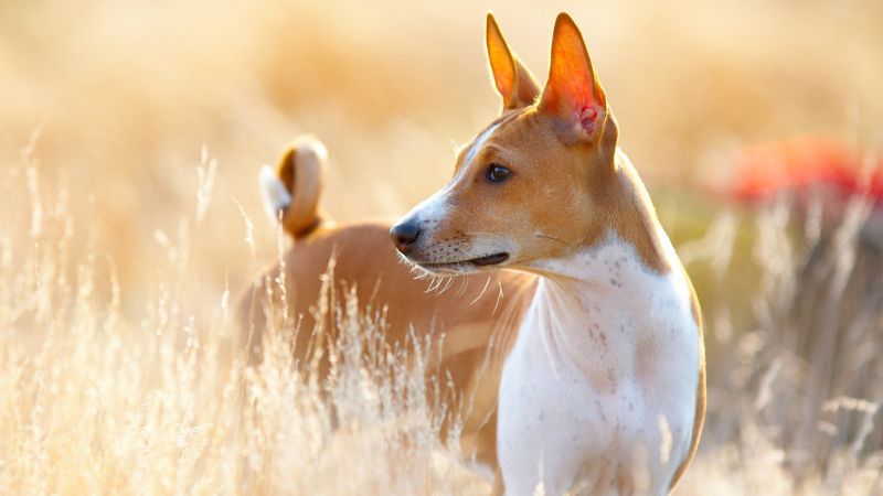 basenji