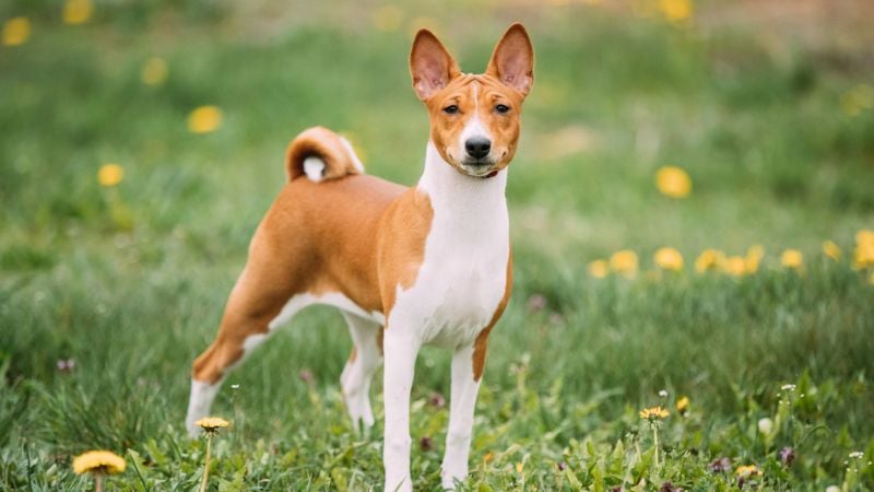 basenji