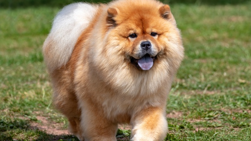 chow chow