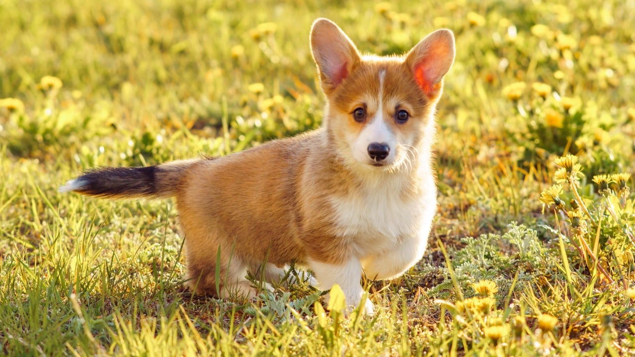 Filhote de cachorro Corgi