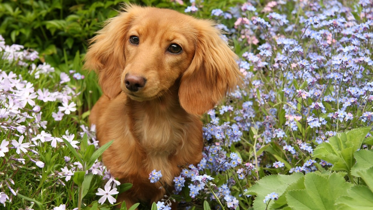 Cachorro Dachshund