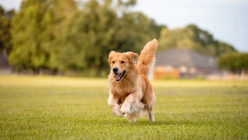 golden retriever