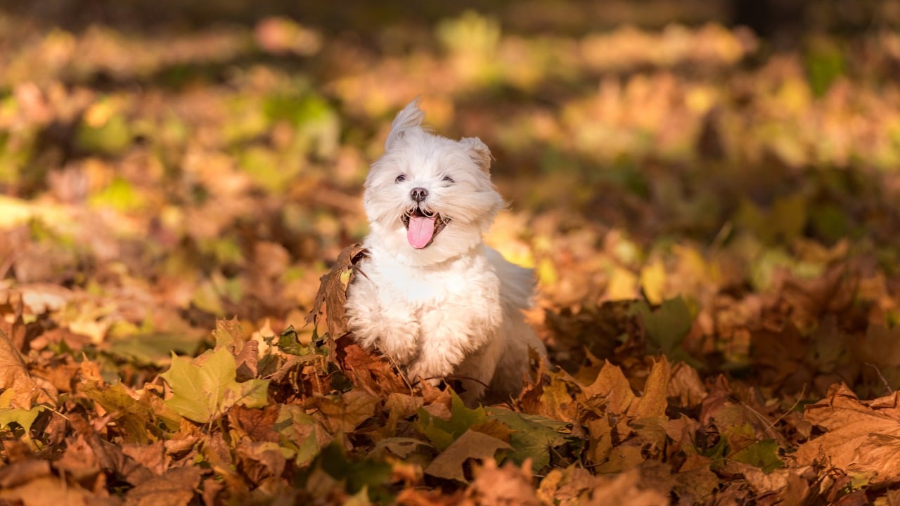 Filhote de cachorro maltês