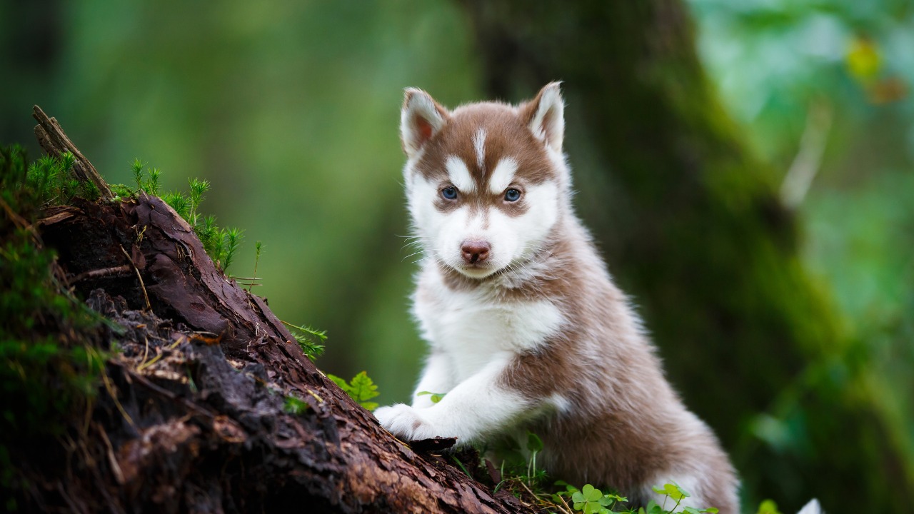 Filhote de Husky Siberiano