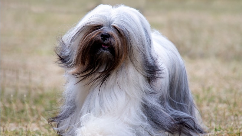 lhasa apso