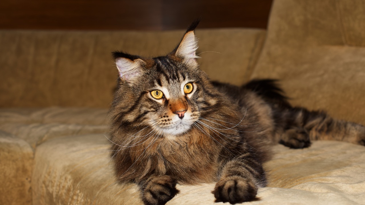 Gato Maine Coon