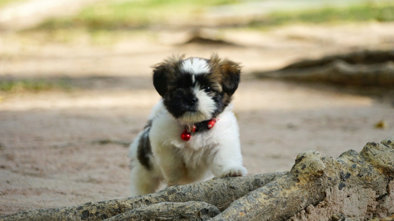 Filhote de Shih Tzu