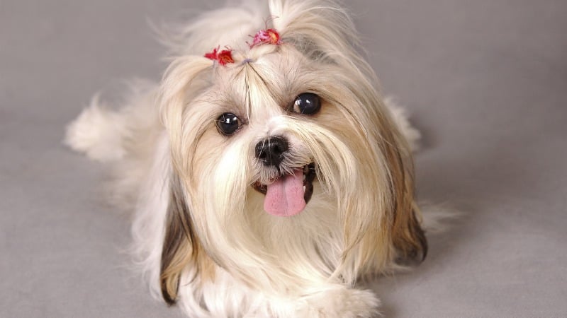 shih tzu