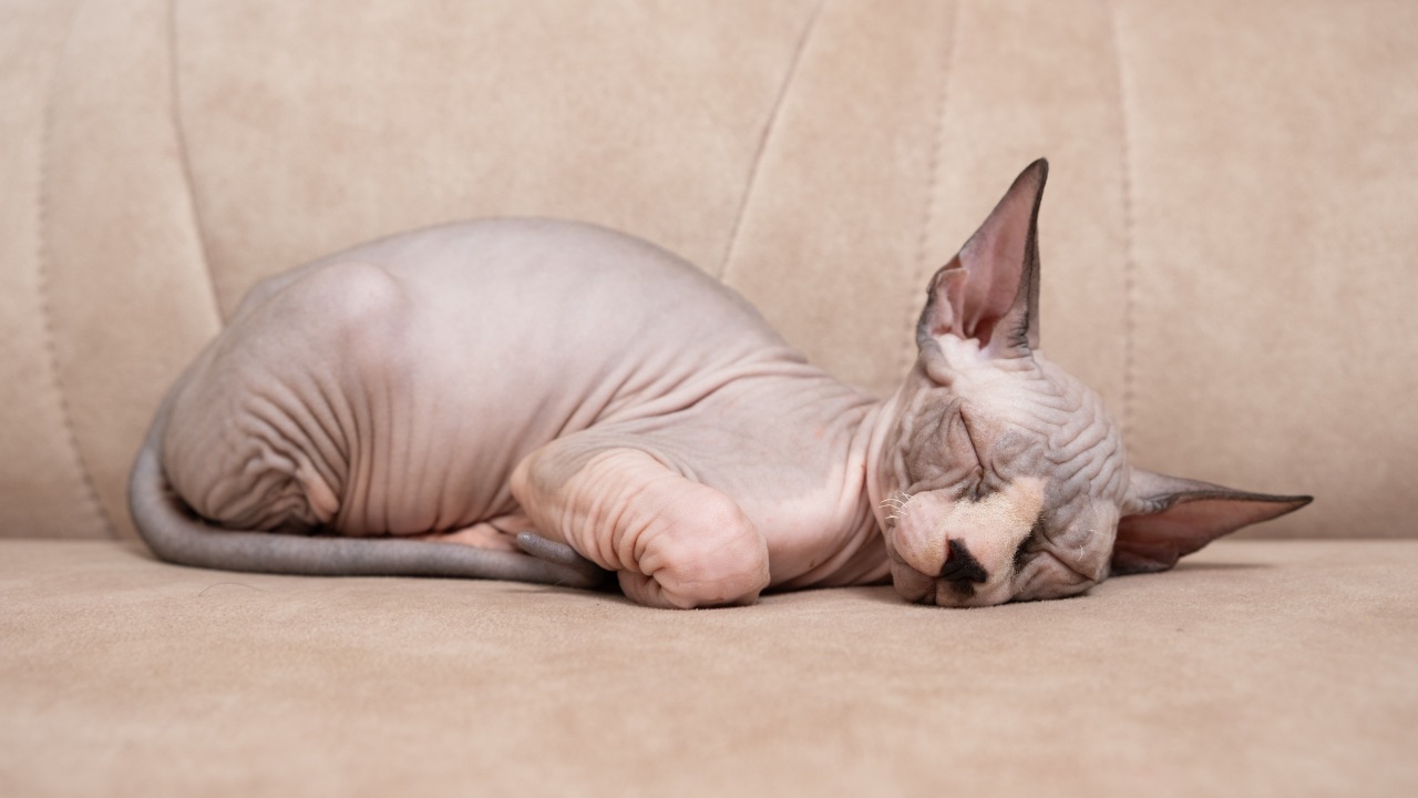 Gato Sphynx