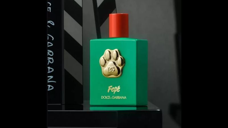 dolce & gabbana pet