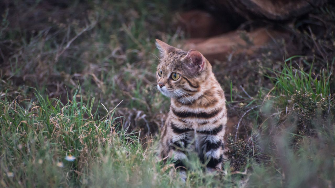 Gato-bravo-de-patas-negras