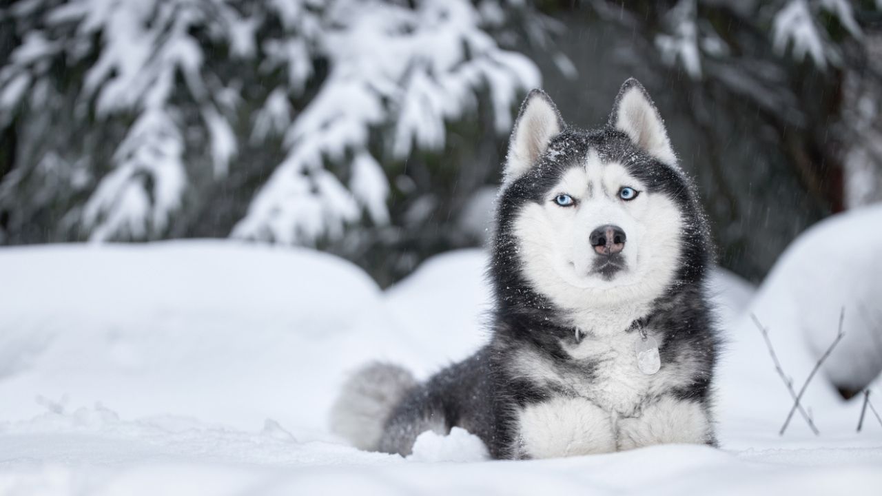 Cachorro Husky Siberiano deitado na neve