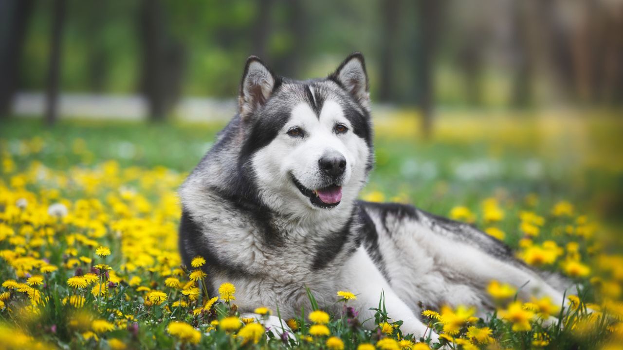 Cachorro Malamute do Alasca