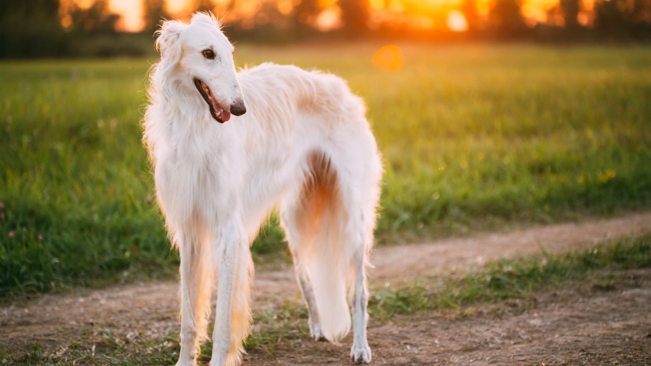 Cachorro Borzoi