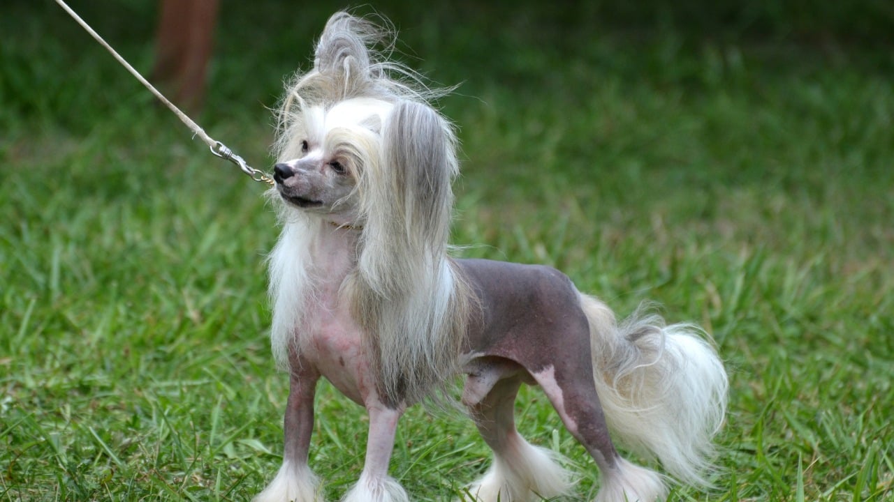 Cão de crista chinês