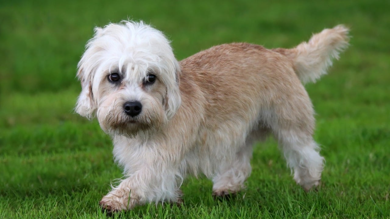 Cachorro Dandie Dinmont Terrier