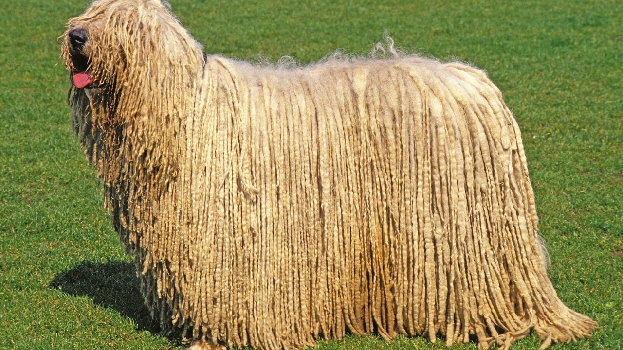 Cachorro Komondor