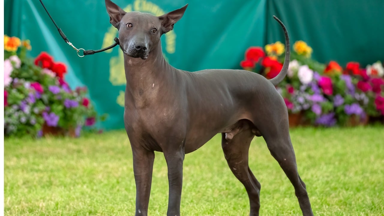 Cachorro Xoloitzcuintle