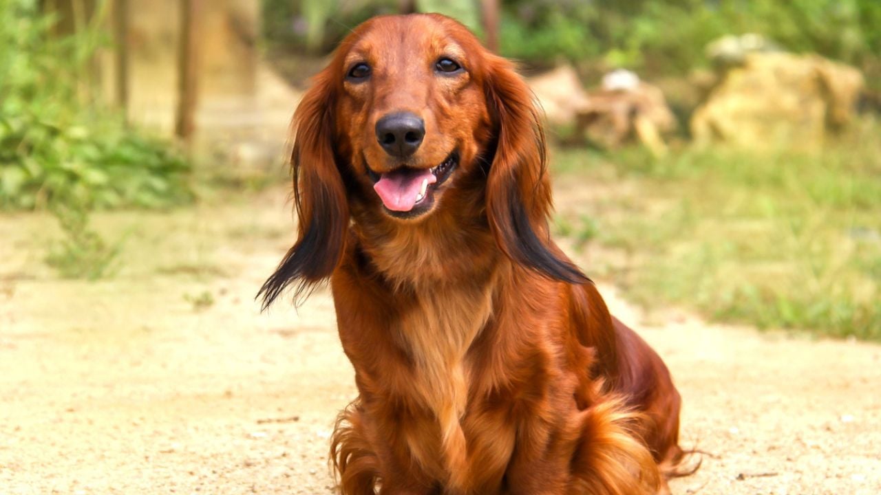 Cachorro Dachshund