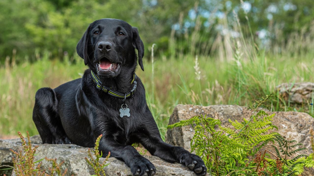 Cão labrador.